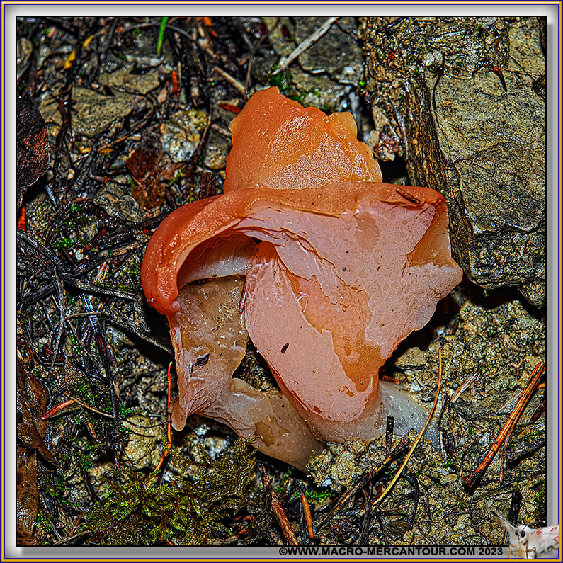 Tremelle helvelloïde